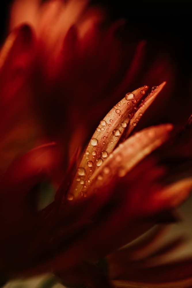 Red Petal Dew Drops by Javier Pardina — canvas wall art