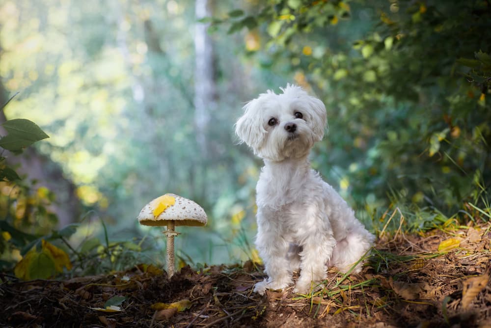 Maltese Puppy Forest Friend by Andrii Kazun — canvas wall art