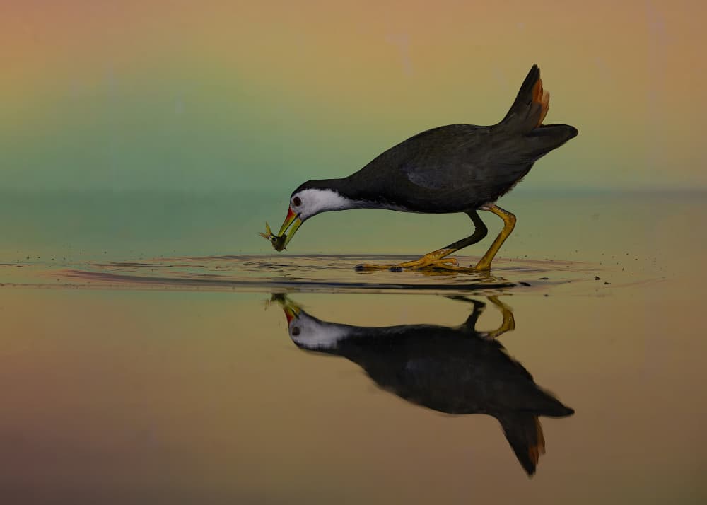 Waterhen's Reflected Catch by Som Prasad — canvas wall art