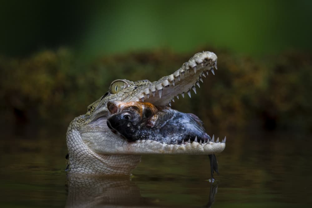 Caiman's Fish Catch by Ajar Setiadi — canvas wall art