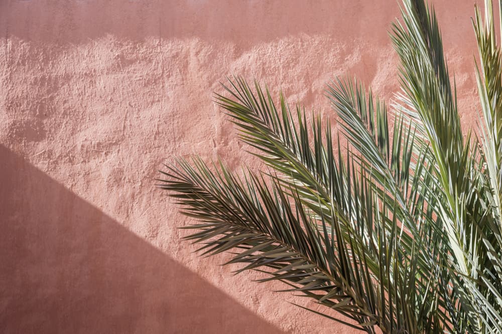 Palm Shadow on Pink Wall by Photolovers — canvas wall art