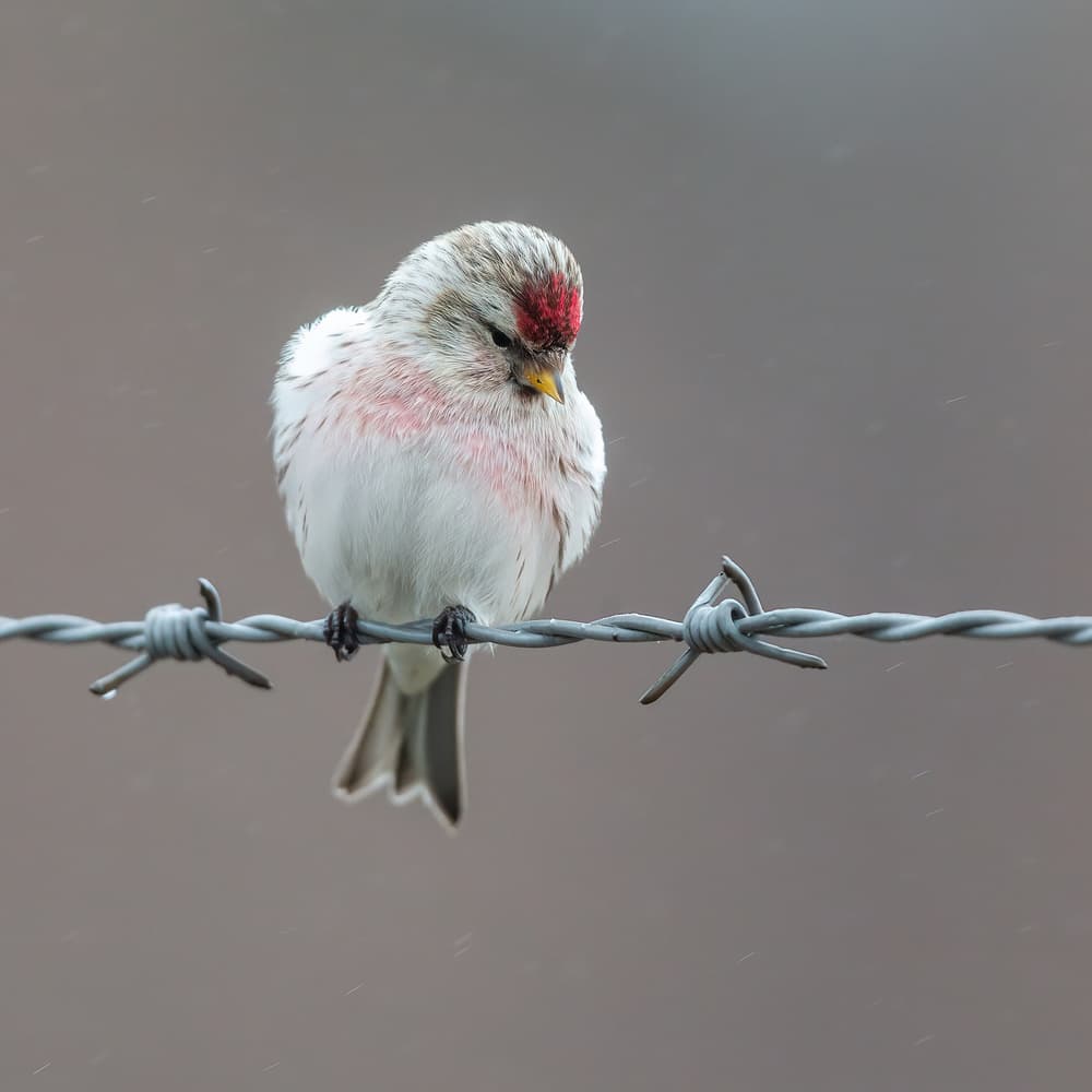 Solitary Redpoll Perched by Annie Keizer — canvas wall art