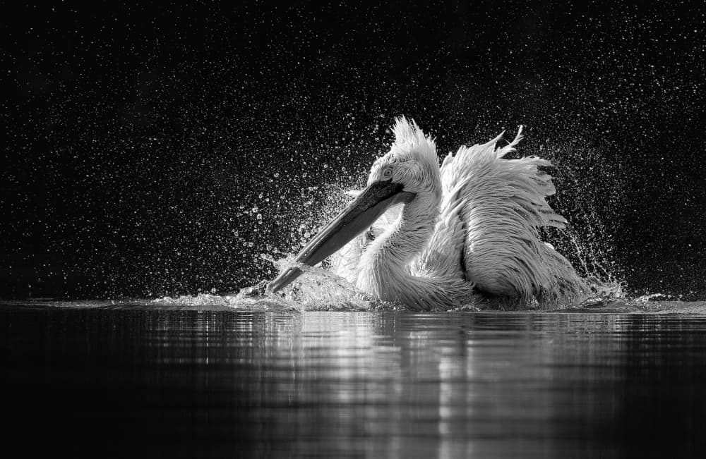 Dramatic Pelican Splash by C.S. Tjandra — canvas wall art