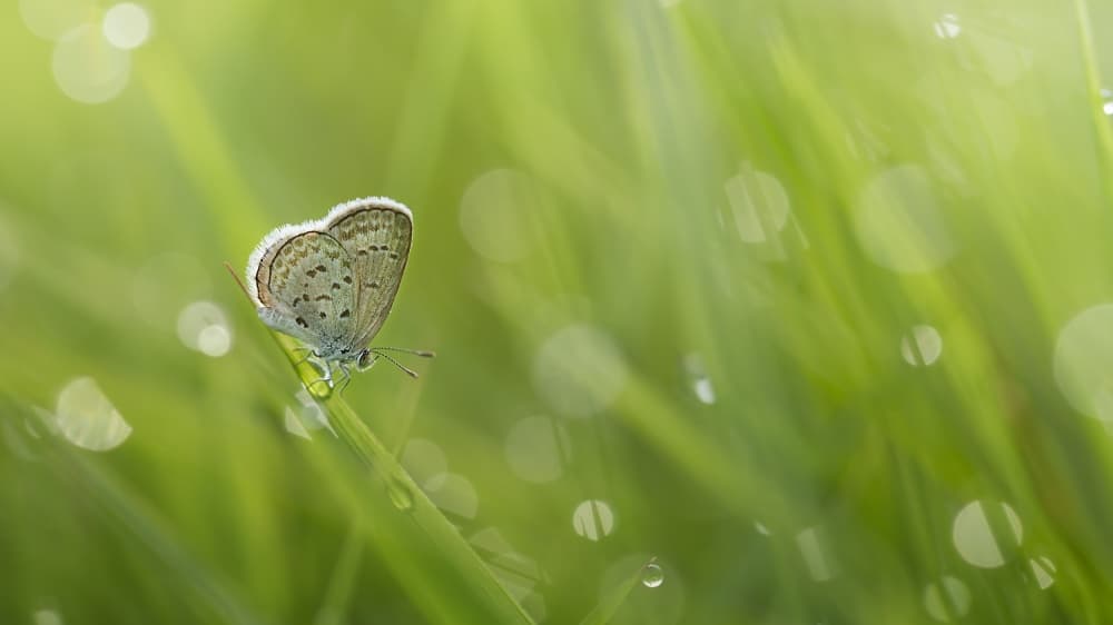 Morning Dew Butterfly by Fauzan Maududdin — canvas wall art