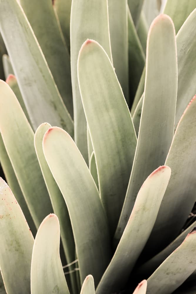 Succulent Symphony by Shot by Clint — canvas wall art