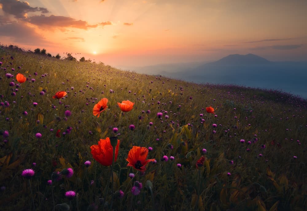 Vibrant Poppy Sunset by Majid Behzad — canvas wall art