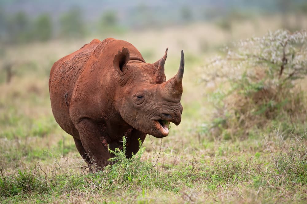 Wild Black Rhino by Marco Pozzi — canvas wall art