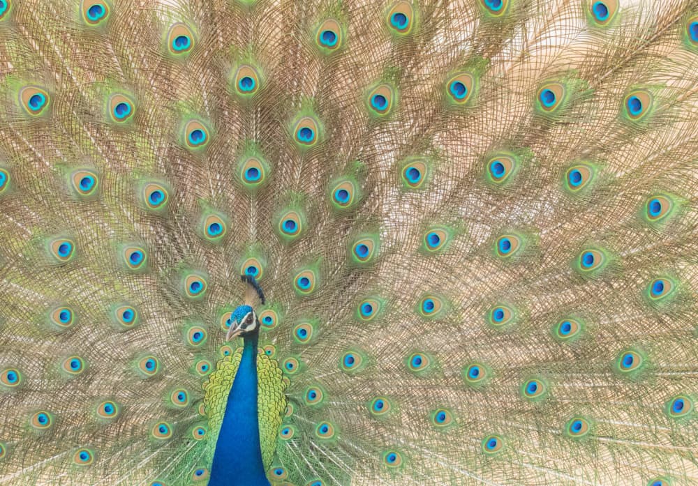 Majestic Peacock Display by Shobhit Chawla — canvas wall art