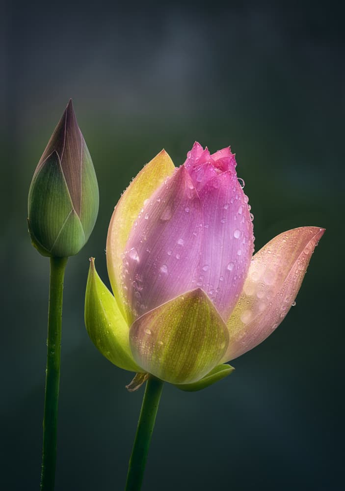 Pink Lotus Awakening by Ben.C.L — canvas wall art