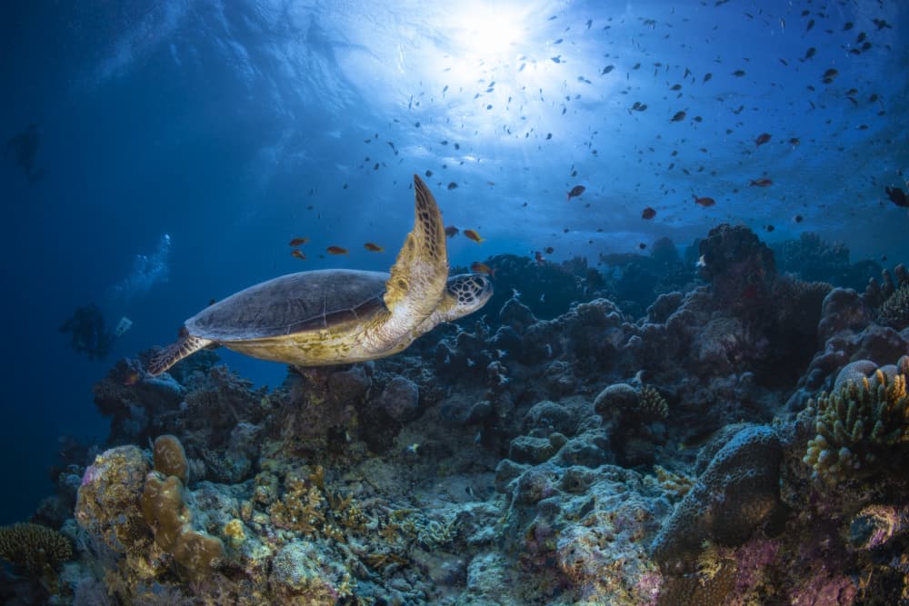 Green Sea Turtle Over Reef by Barathieu Gabriel — canvas wall art