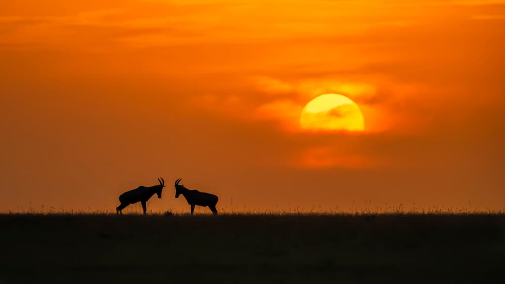 African Sunset Antelopes by Jun Zuo — canvas wall art