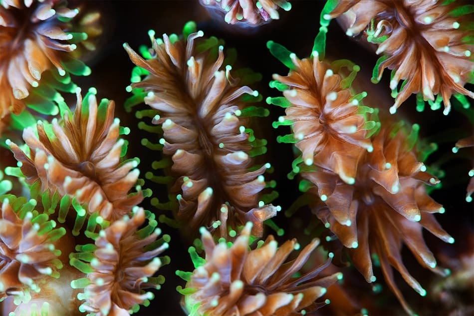 Glowing Coral Polyps by Andrey Narchuk — canvas wall art