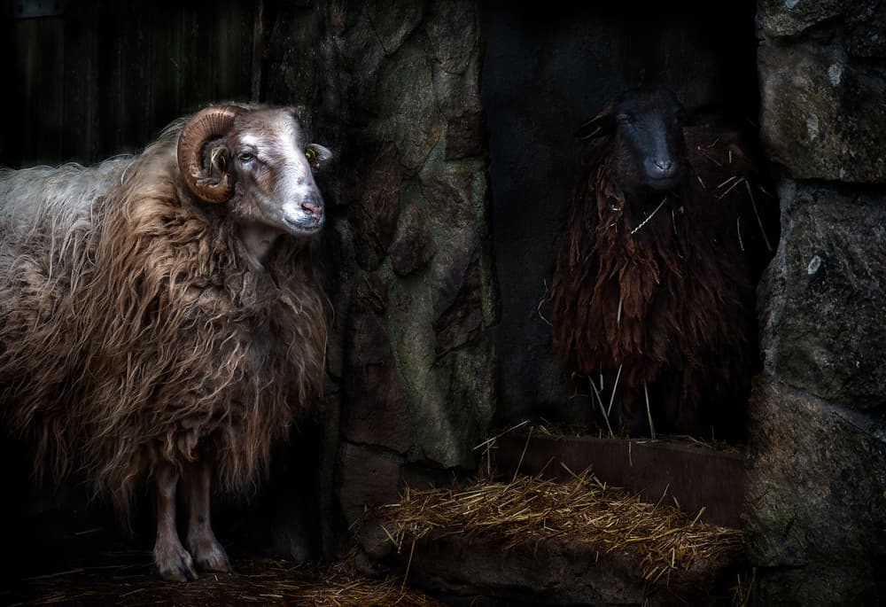 Two Sheep Rustic Barn by Santiago Pascual Buye — canvas wall art