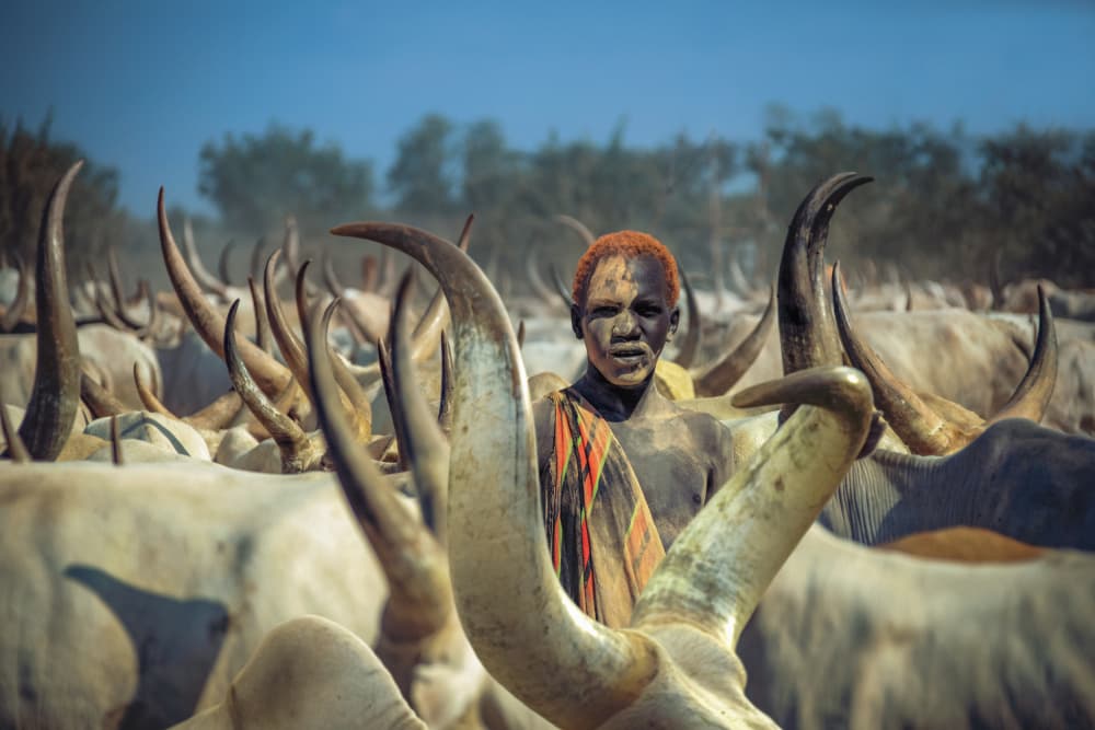 African Herder and Cattle by Svetlin Yosifov — canvas wall art