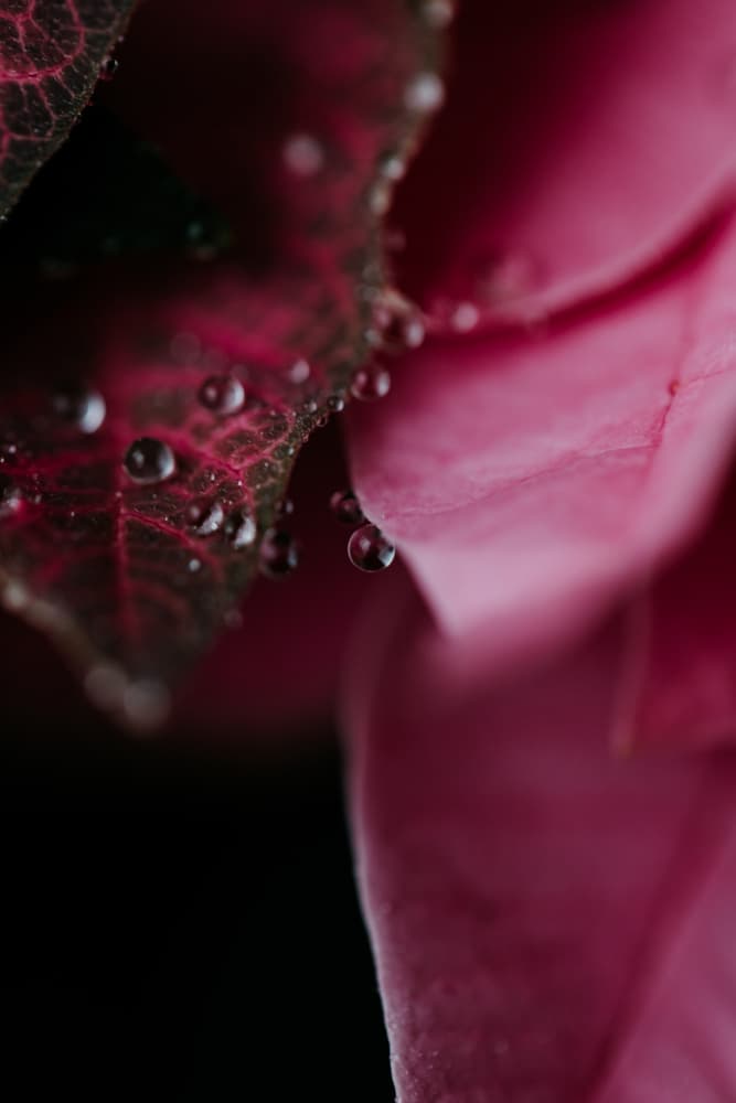 Delicate Pink Leaf Drops by Javier Pardina — canvas wall art