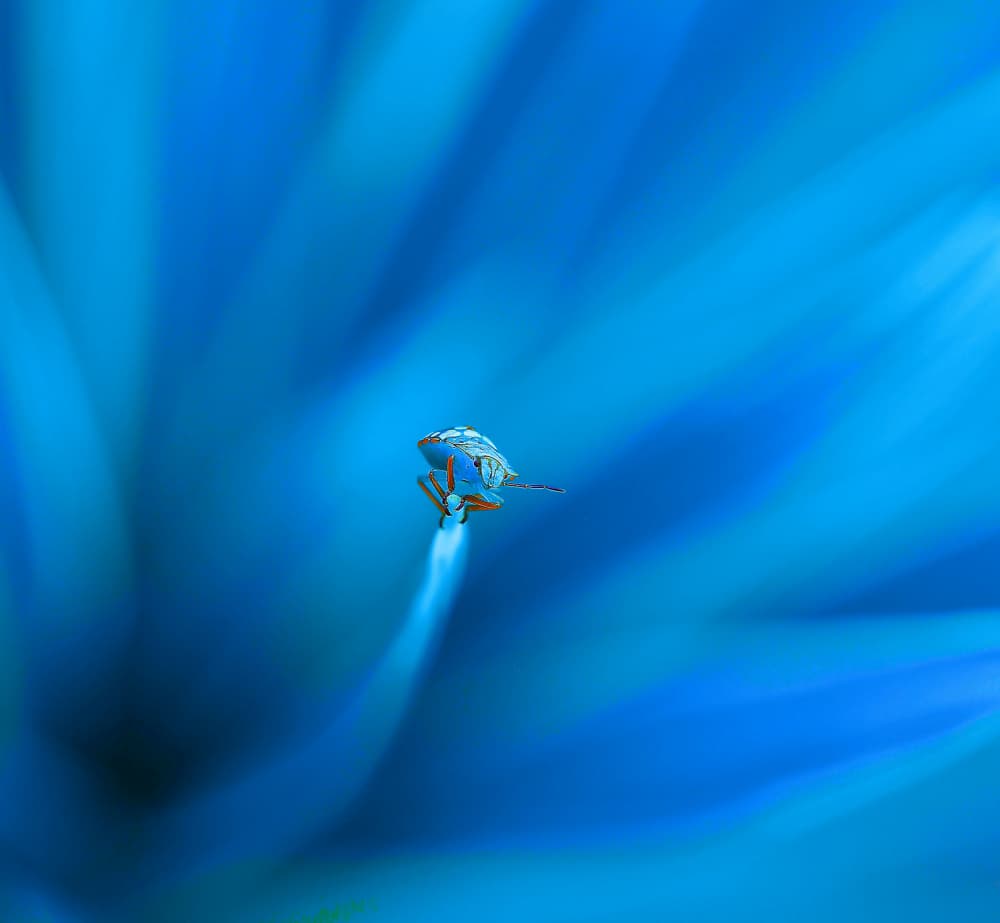 Blue Bug Taking Flight by Thierry Dufour — canvas wall art