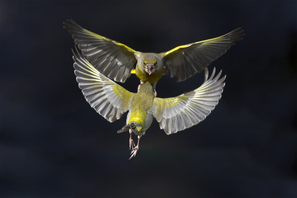Greenfinch Mid-Air Fight by Marco Redaelli — canvas wall art