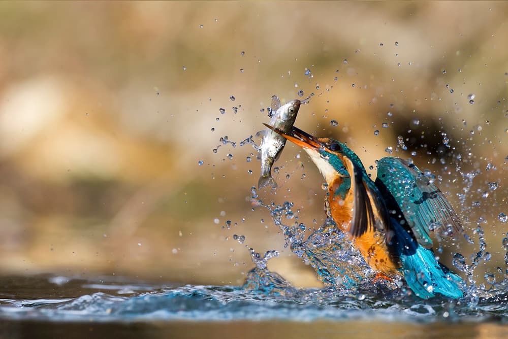 Kingfisher Catches Fish by Marco Redaelli — canvas wall art