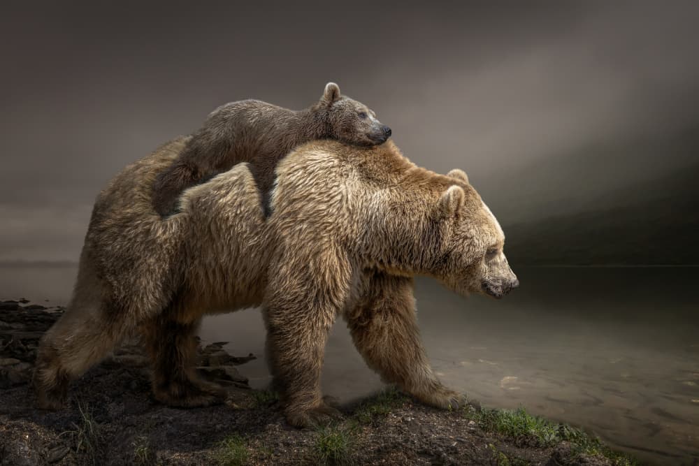 Protective Bear And Cub by Marcel Egger — canvas wall art