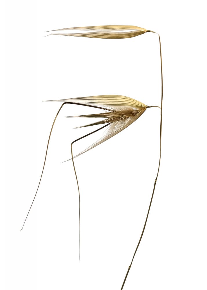 Golden Dried Oats by Thierry Lagandré (Transgressed Light) — canvas wall art