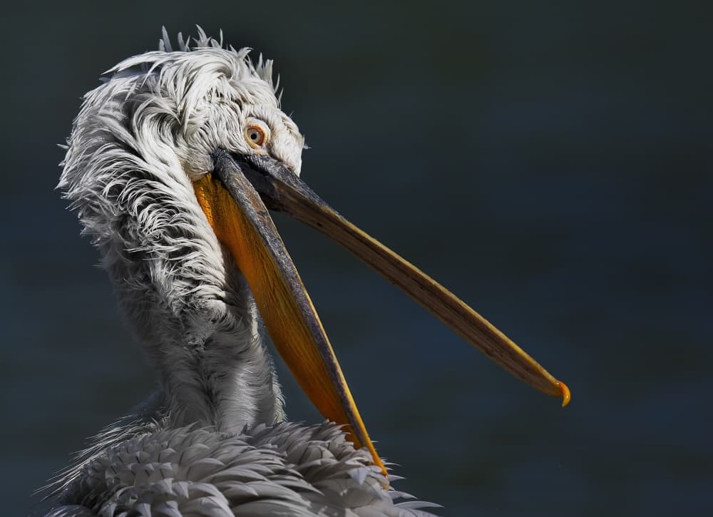 Wild Pelican Portrait by C.S. Tjandra — canvas wall art