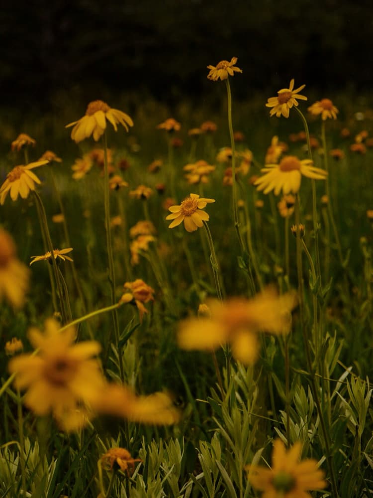 Golden Wildflower Meadow by Del Mundo Imagery — canvas wall art
