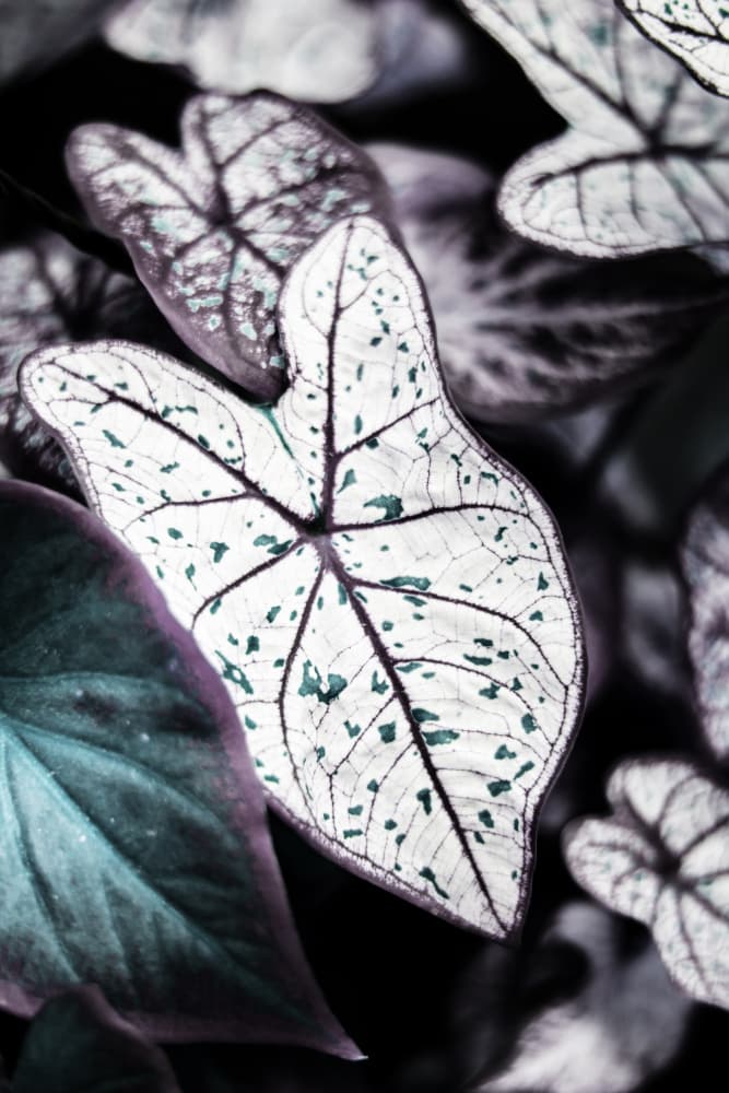 Whispers of Leaves by Shot by Clint — canvas wall art