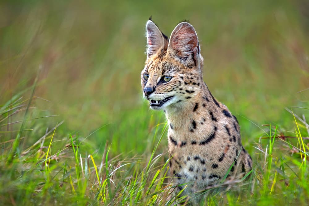 Vigilant Serval Cat by Xavier Ortega — canvas wall art