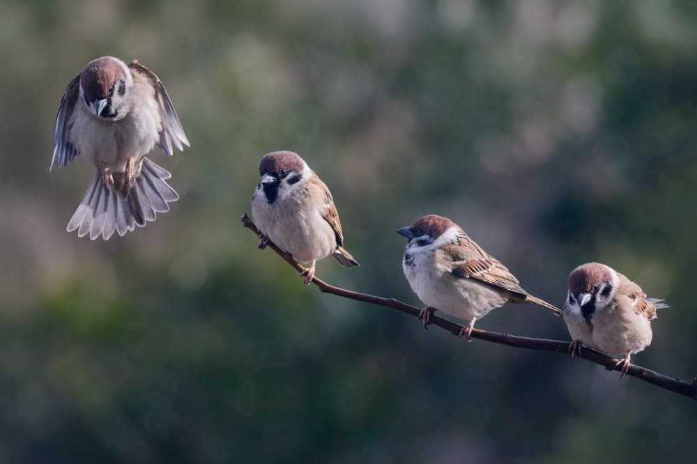 Sparrow's Gentle Landing by Takiko Hirai — canvas wall art