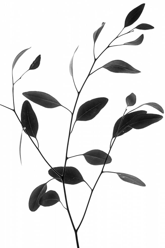 Elegant Plant Silhouette by Magda Izzard — canvas wall art