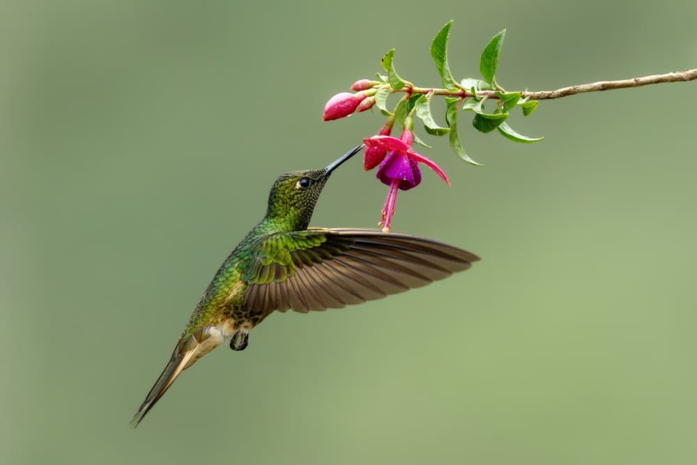 Hummingbird Nectar Sip by Rajat Dhesi — canvas wall art