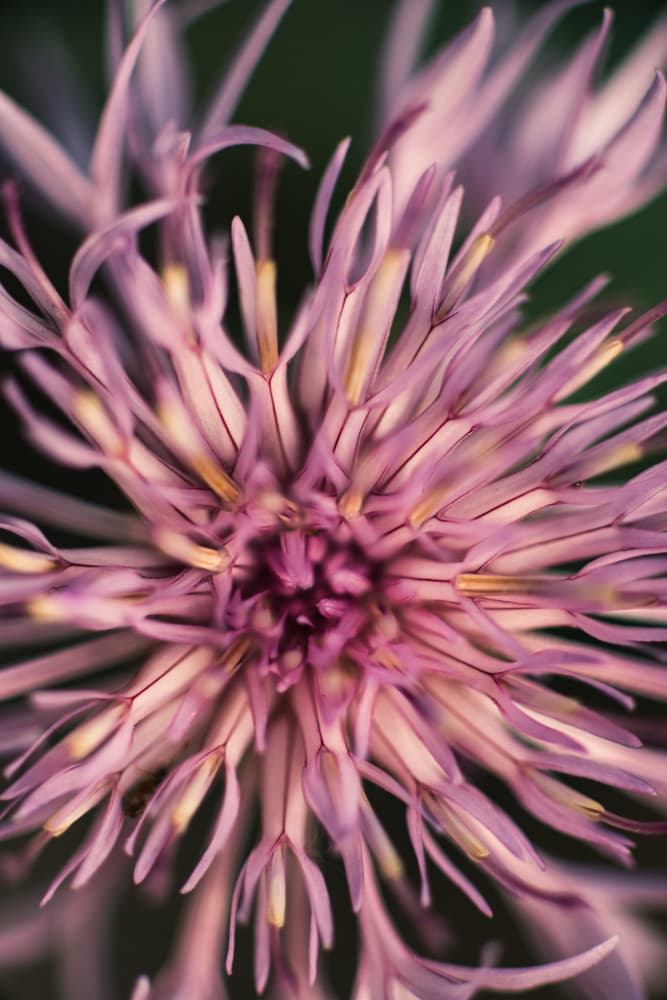 Soft Lavender Petals by Javier Pardina — canvas wall art