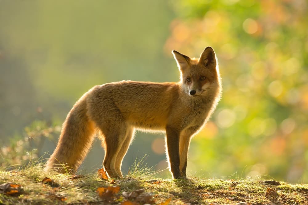 Golden Hour Fox by Milan Zygmunt — canvas wall art