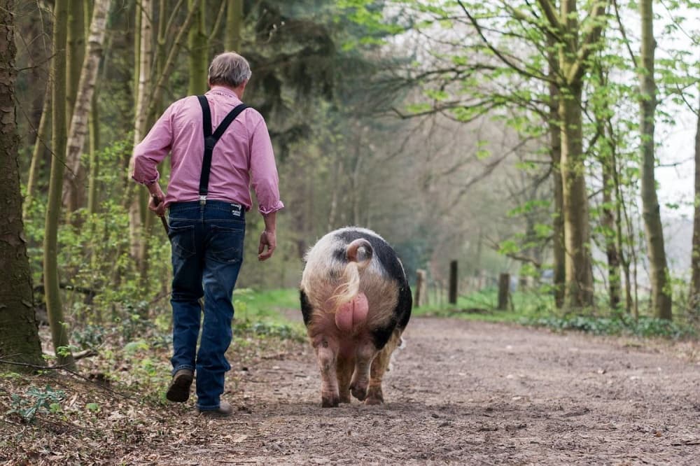 Man and Pig Walk by Gert van den Bosch — canvas wall art
