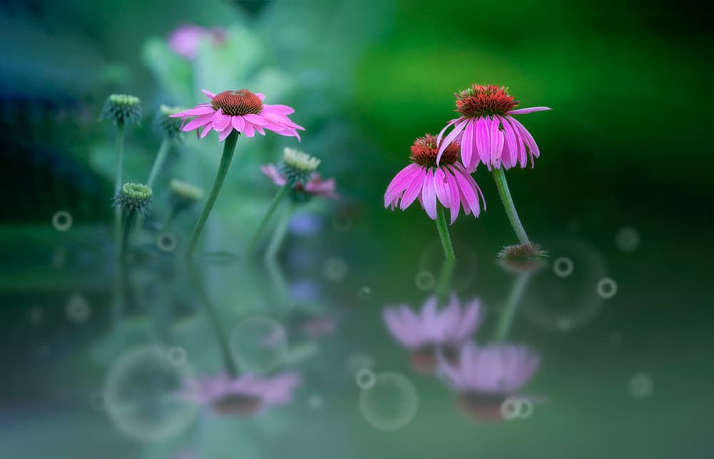 Purple Coneflower Reflections by Larry Deng APA — canvas wall art