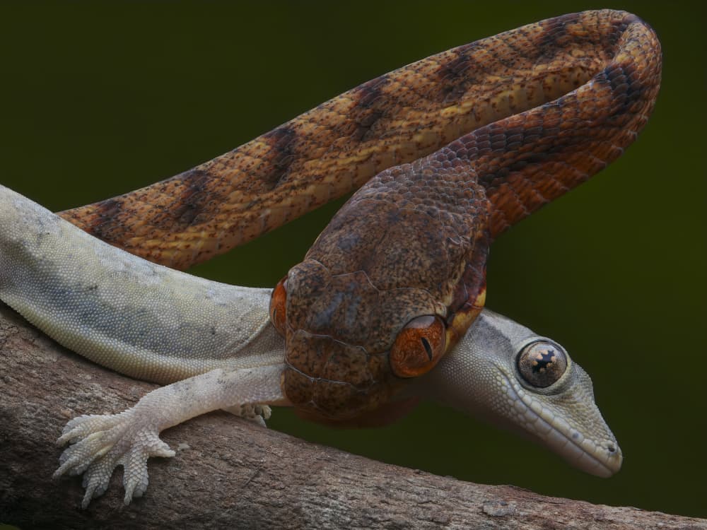 Snake Catches Gecko by Phat Dao Tan — canvas wall art