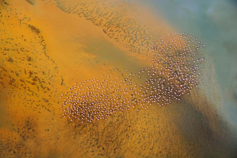 Aerial Pink Flamingos by Phillip Chang — canvas wall art