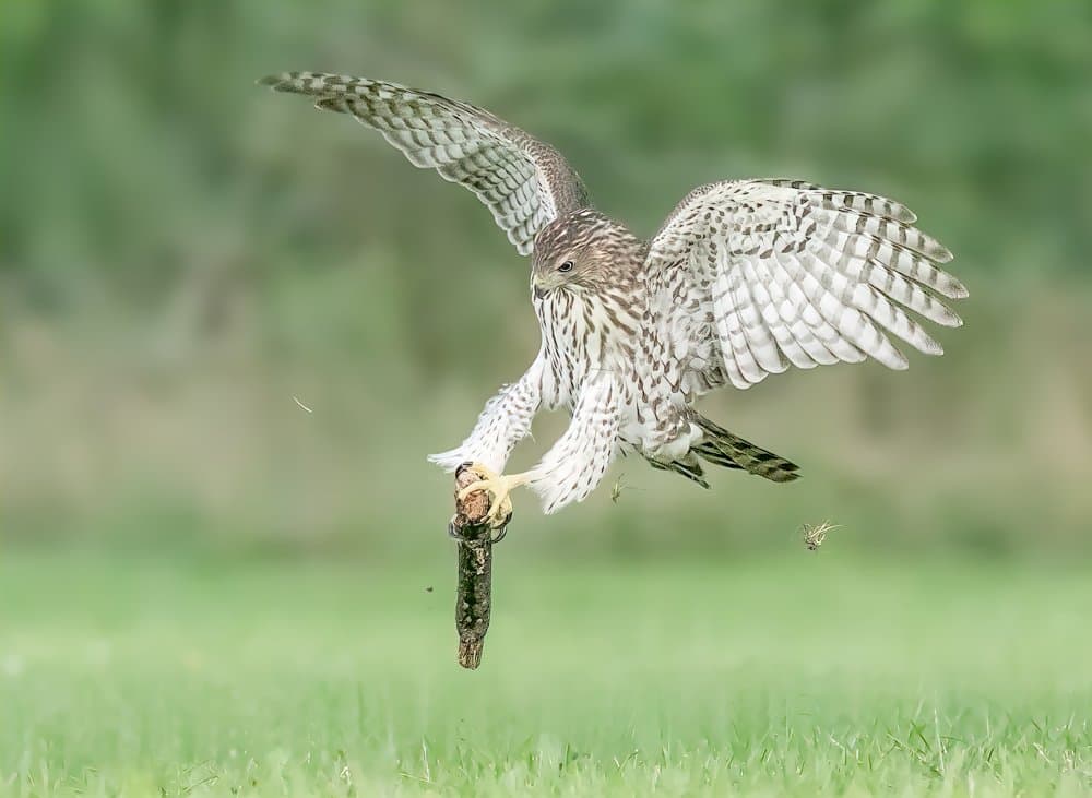 Hunting Hawk Landing by Jasmine Suo — canvas wall art