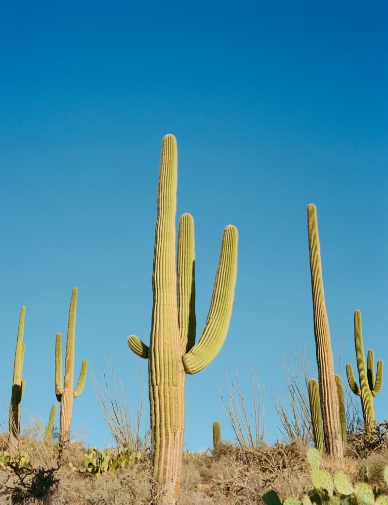 Desert Cacti Under Blue Sky by Bethany Young — canvas wall art