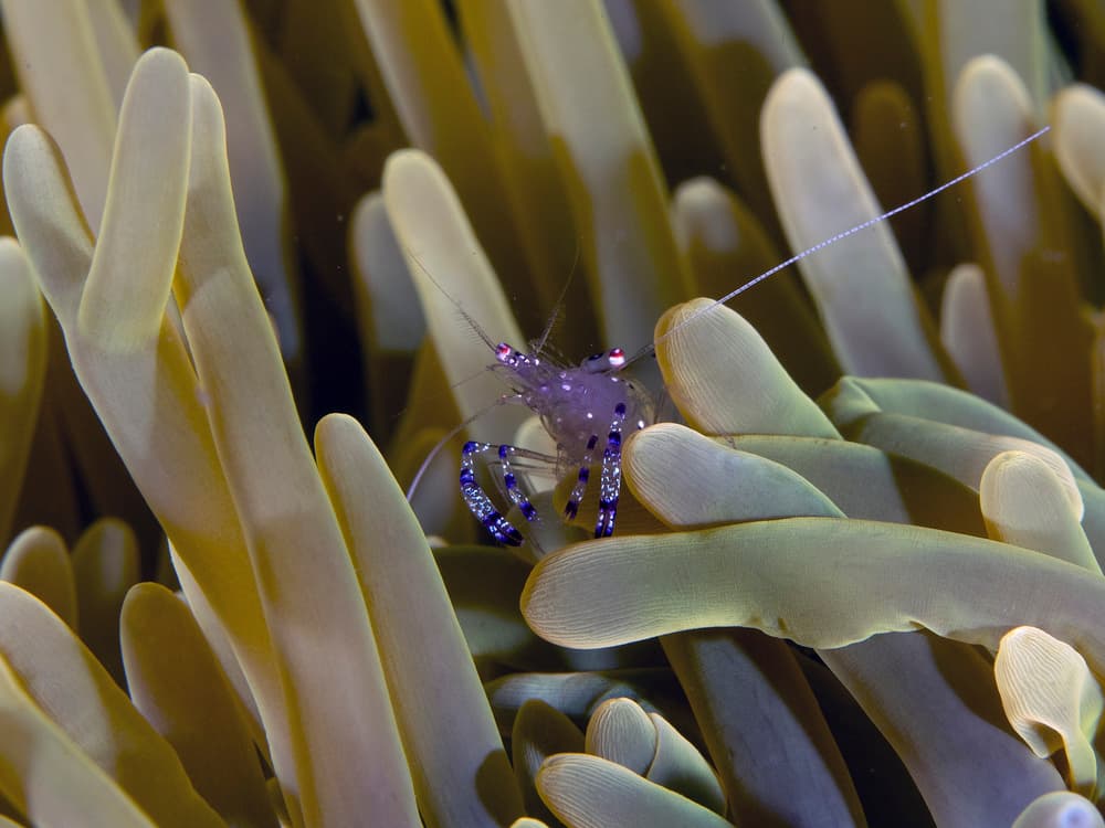 Delicate Anemone Shrimp by Ilan Ben Tov — canvas wall art