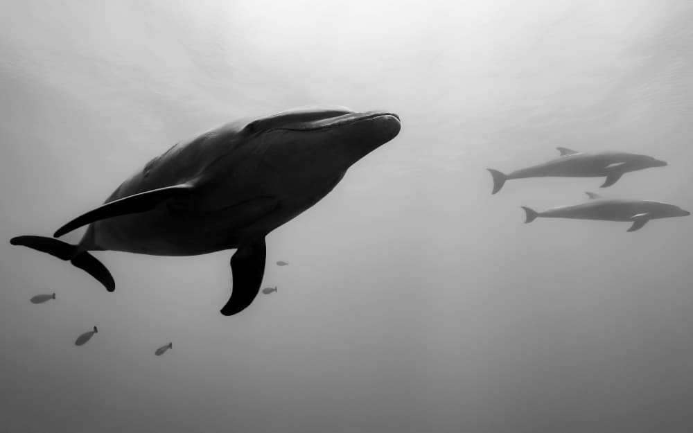 Serene Dolphins Swimming by Serge Melesan — canvas wall art
