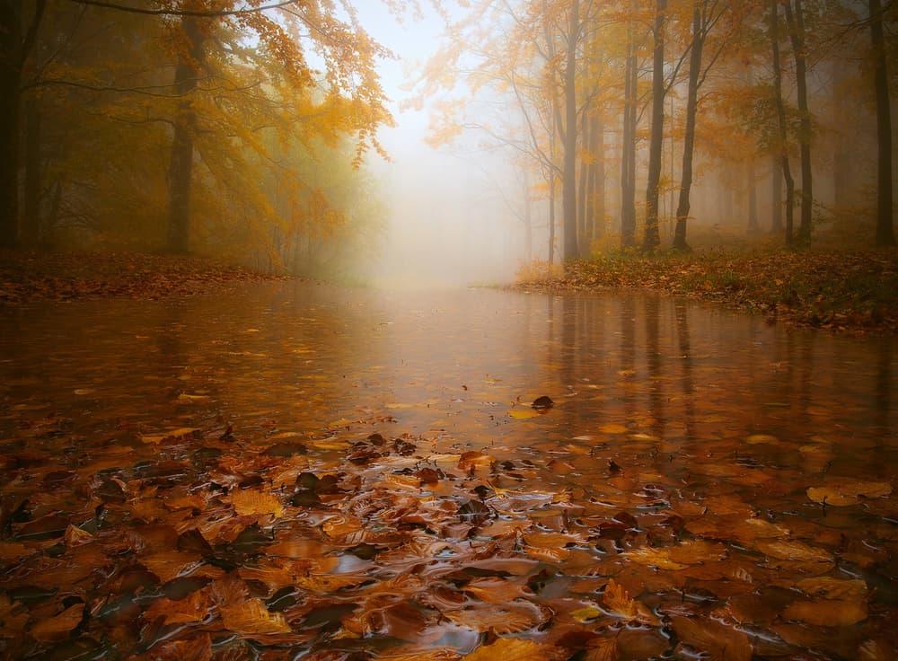 Misty Autumn Path by Paolo Lazzarotti — canvas wall art