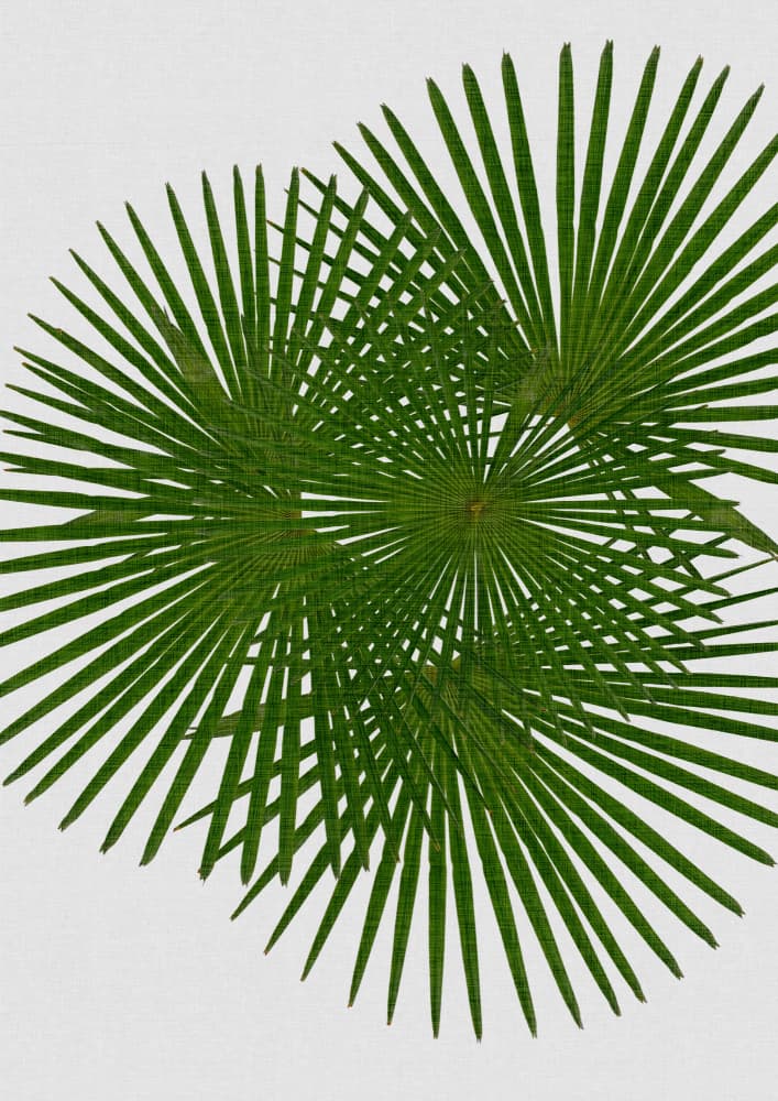 Overlapping Palm Leaves by Orara Studio — canvas wall art