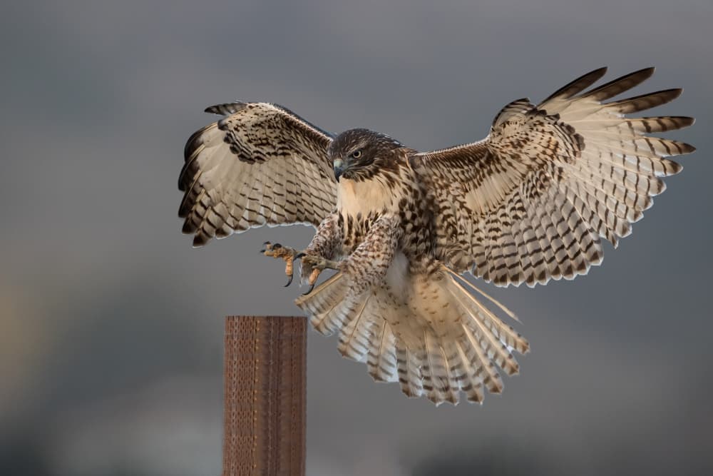 Powerful Hawk Landing by Bill Lu — canvas wall art