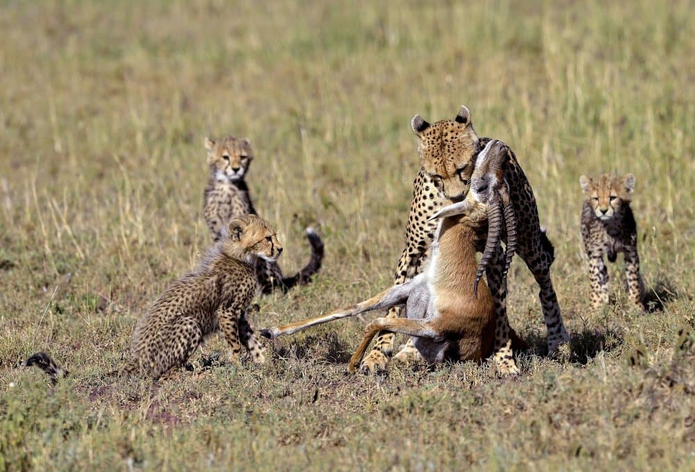 Cheetah Family with Prey by Giuseppe DAmico — canvas wall art