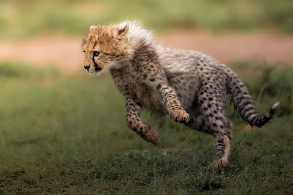 Running Cheetah Cub by Ahmed Sobhi — canvas wall art
