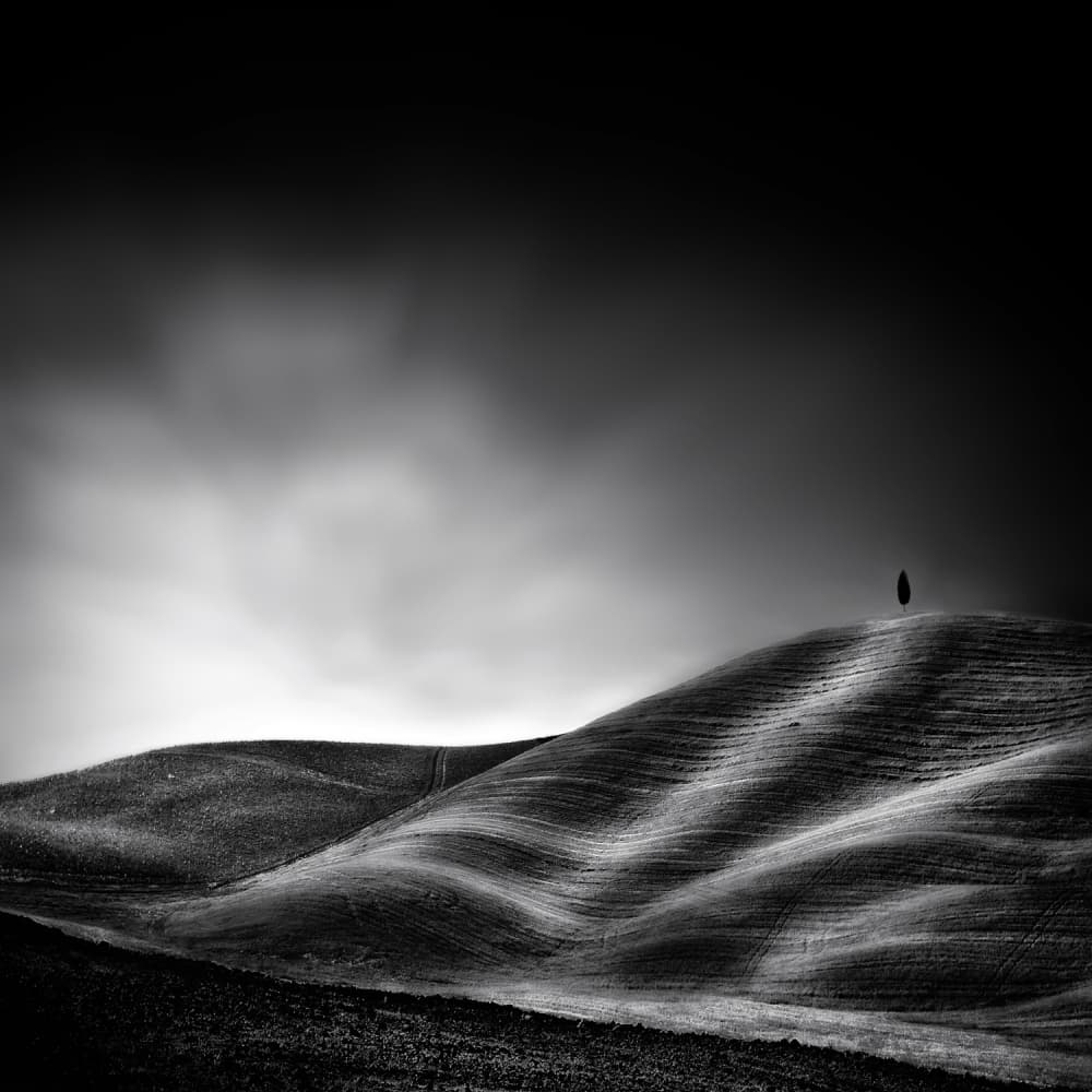 Solitary Tree Rolling Hills by Piet Flour — canvas wall art