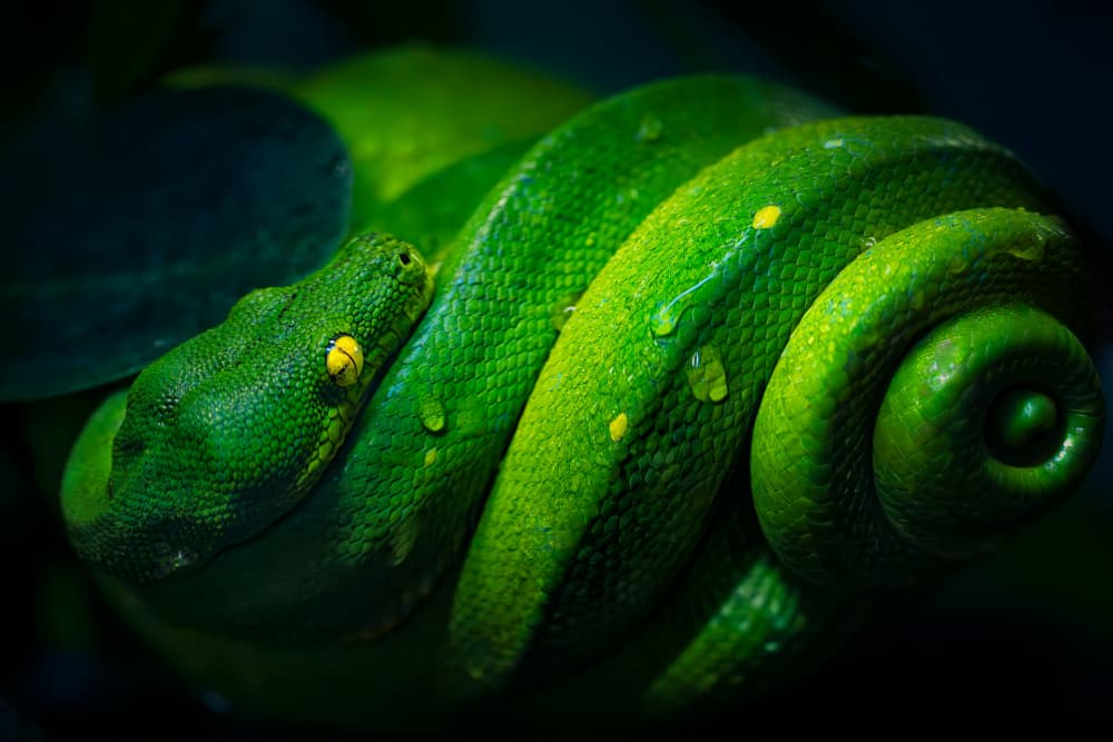 Coiled Green Serpent by Alex Zhao — canvas wall art