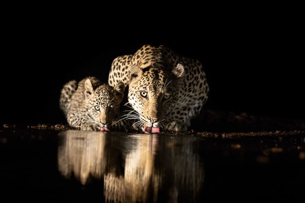 Nocturnal Leopards Drinking by Amnon Eichelberg — canvas wall art