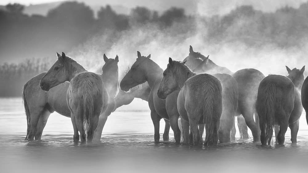 Misty Wild Horses by Jennifer Lu — canvas wall art
